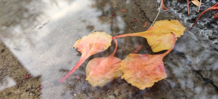Rain and petals