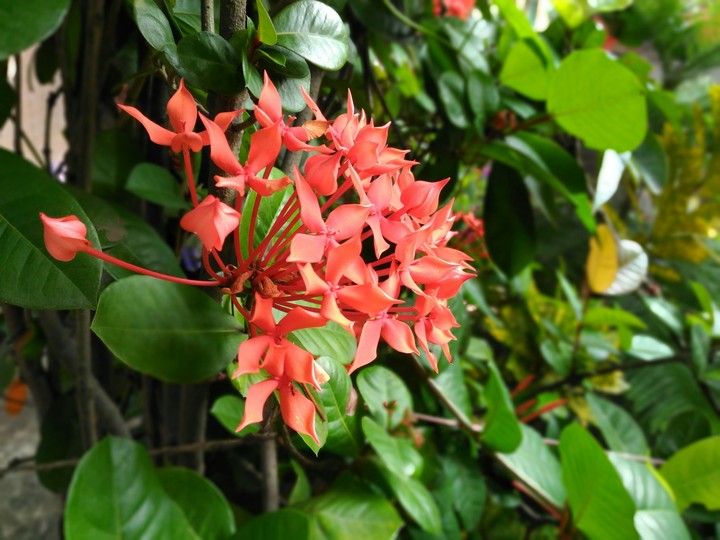 Korobi Flowers