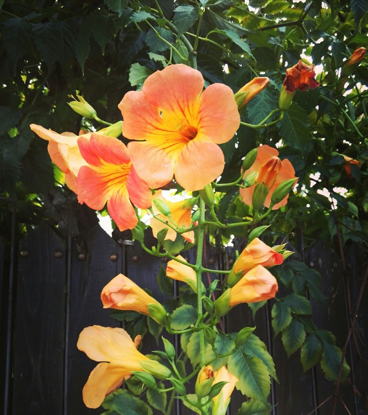 Orange Blossoms
