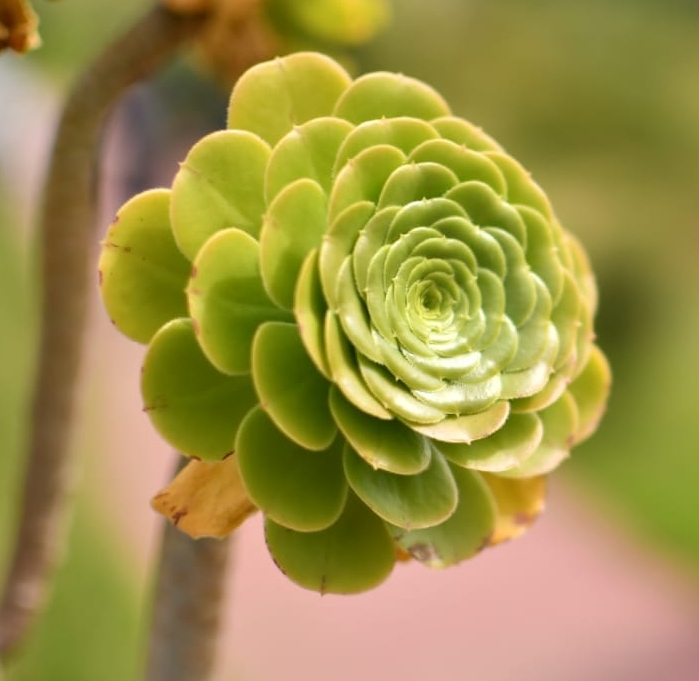 Green flower