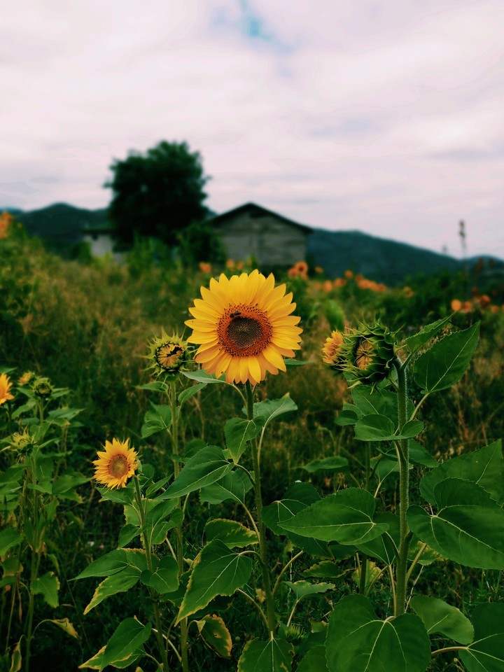 Sunflower