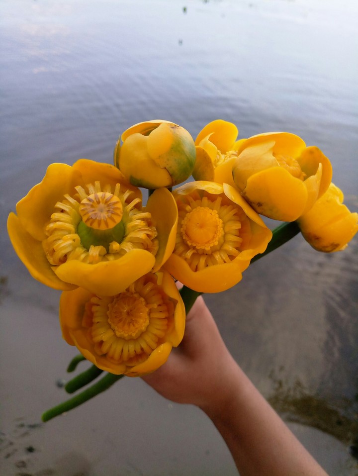 Кувшинки