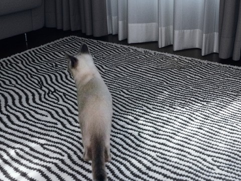 fur, Flooring壁纸