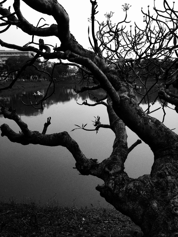 Grasping tree.