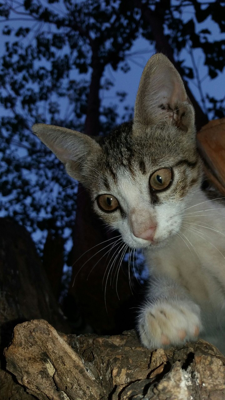 amazing cat