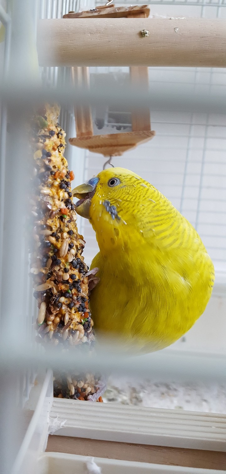 Chico