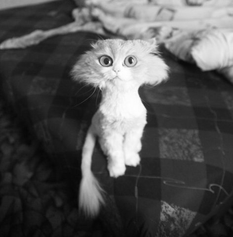 кот