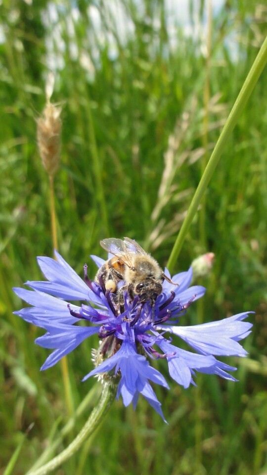 cornflower