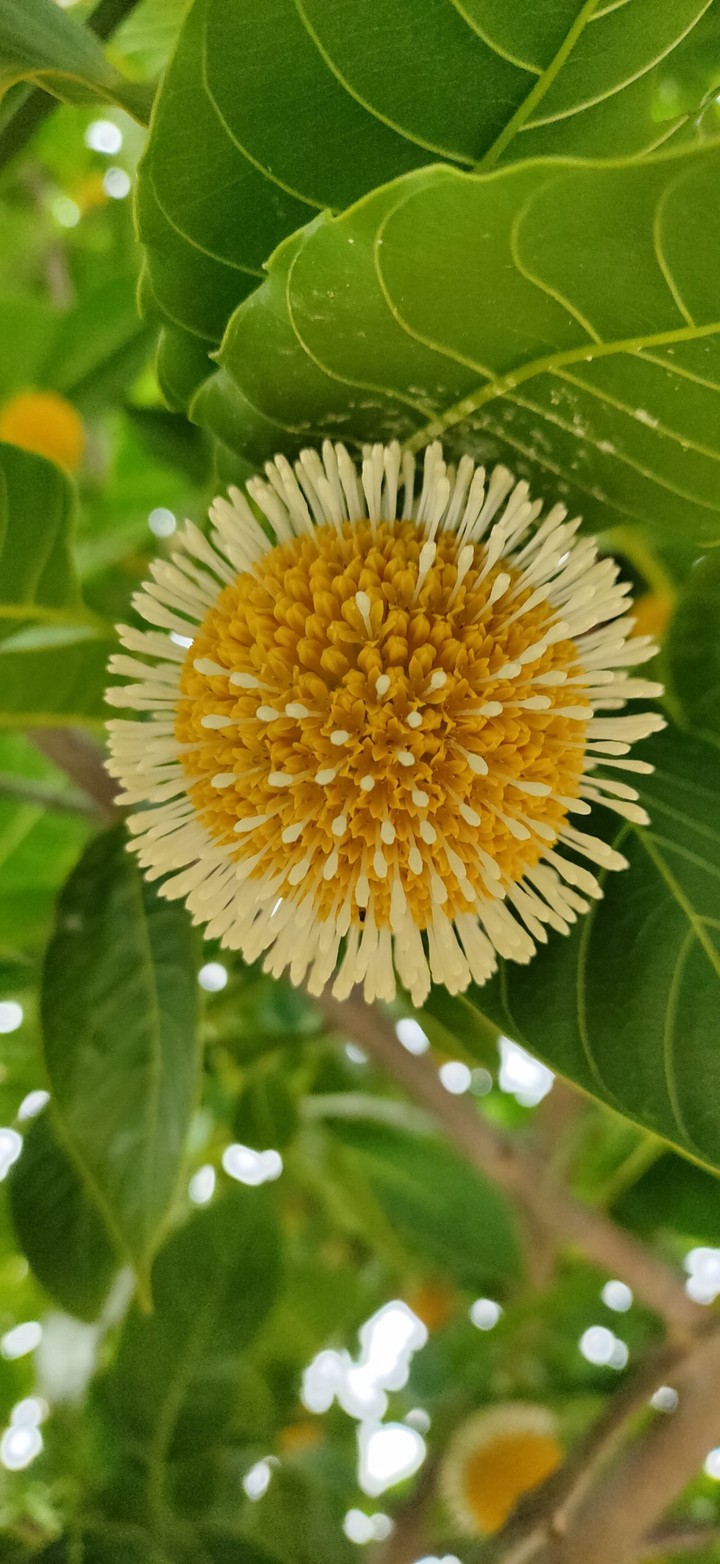 Rain blooms