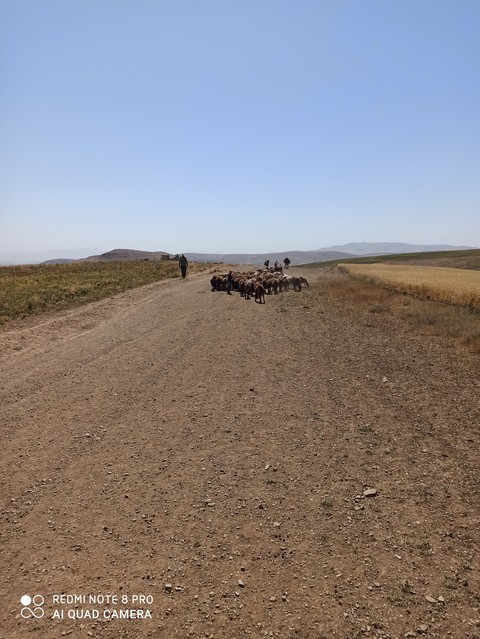 grassland, road wallpapers
