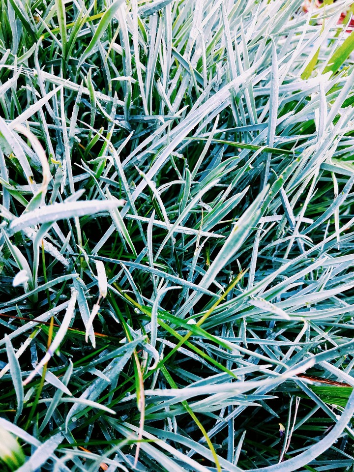 grass