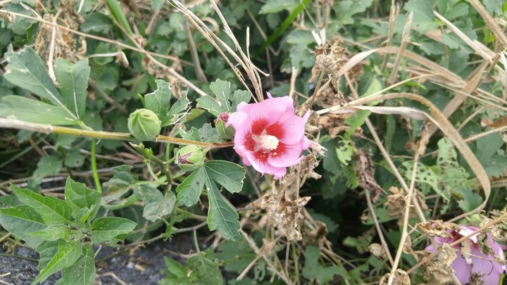 Roadside Blooms, Pink