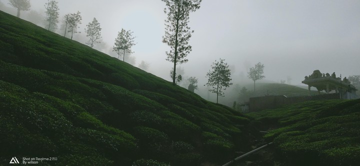 teaplant