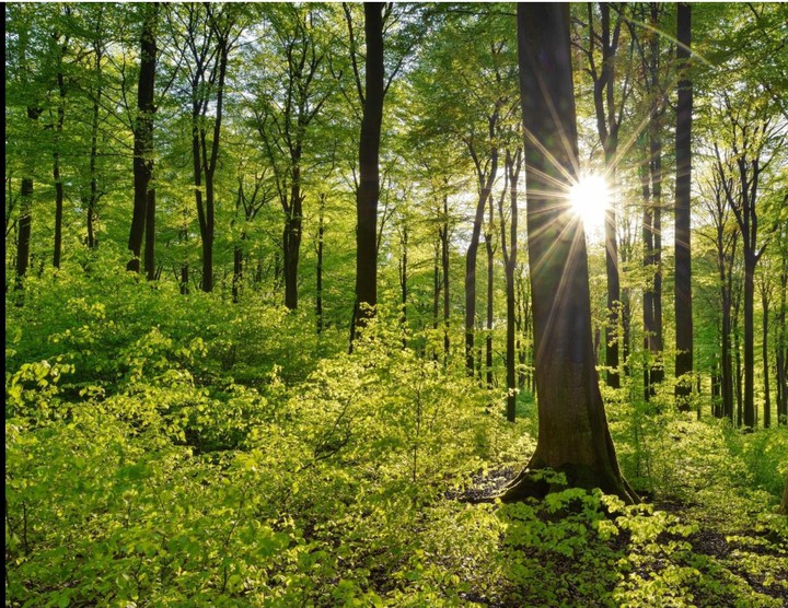 the forest