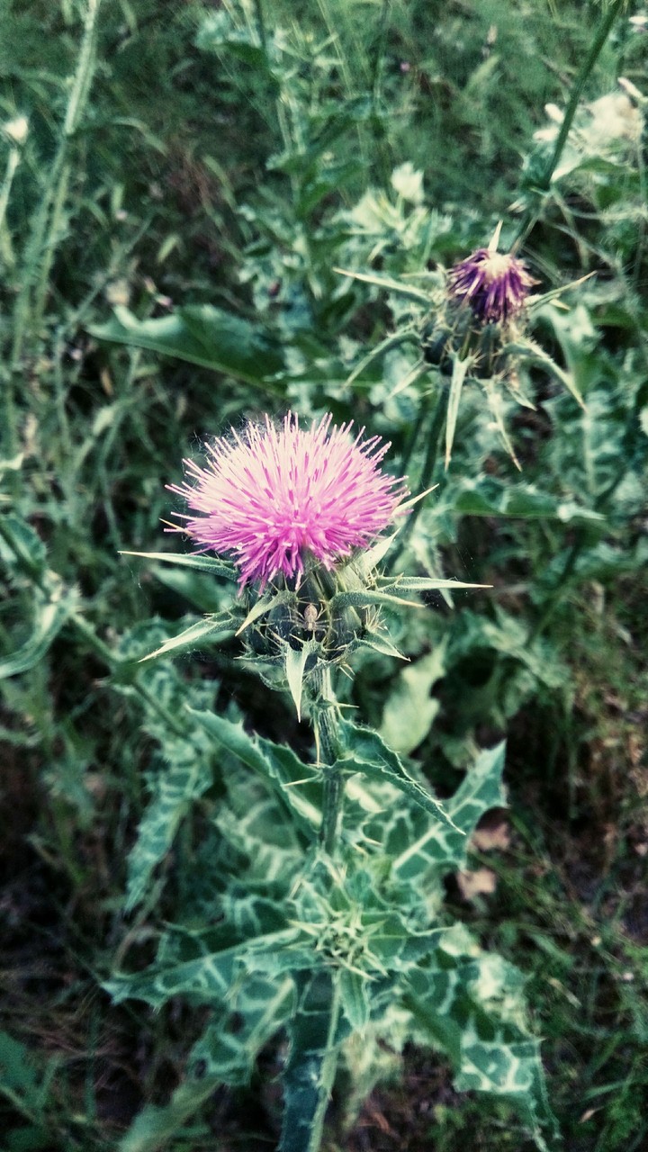 thorn
