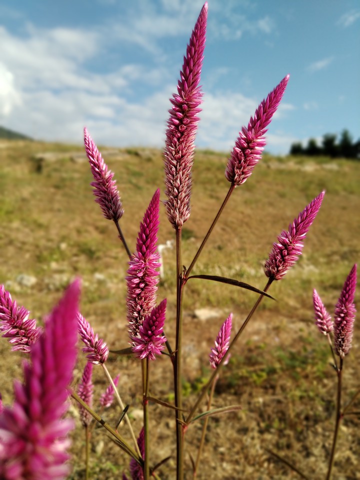 Bristlegrass