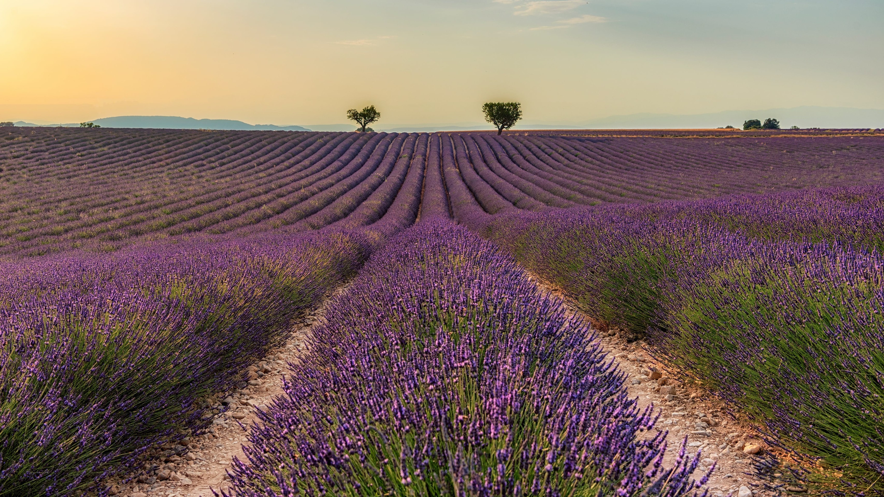 רקעים Plantation, crop