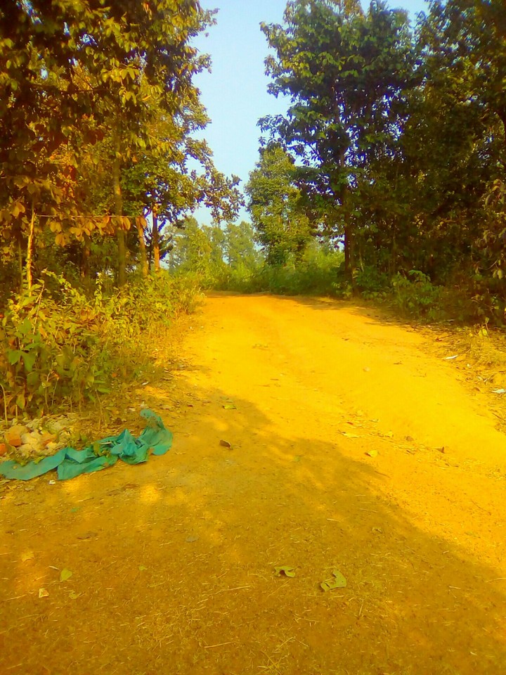 forestroad