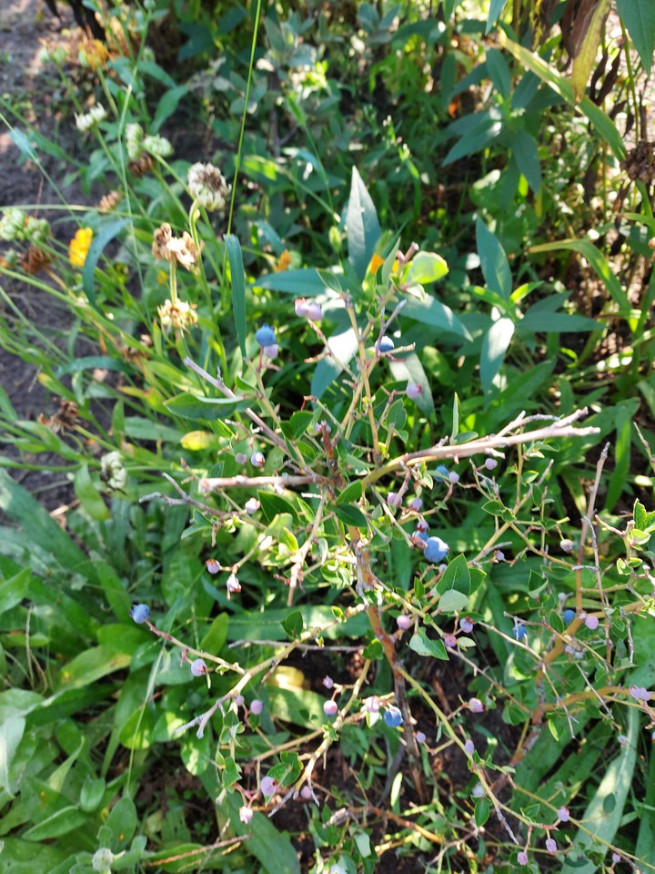 Heidelbeeren
