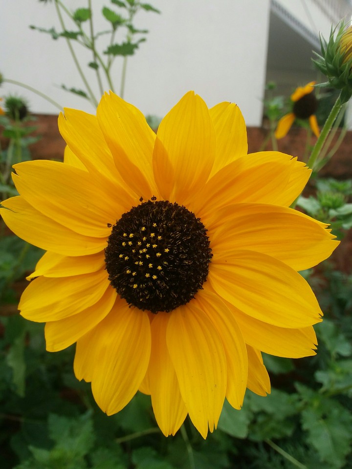 SUN FLOWER