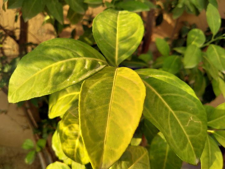 Green leaves