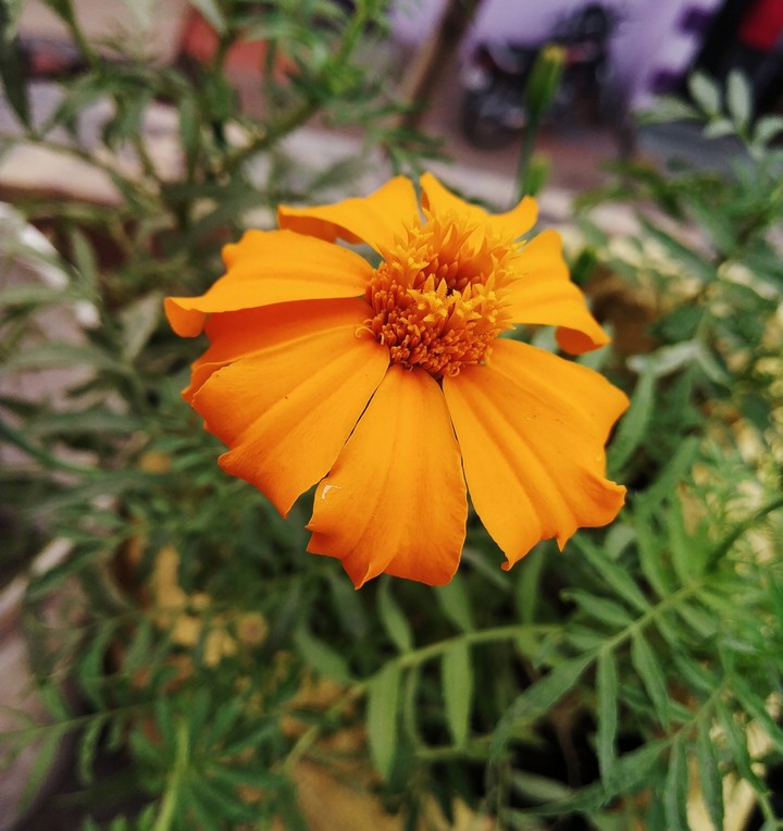 yellow flower ❤️