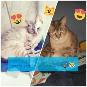 gatinhas^-^