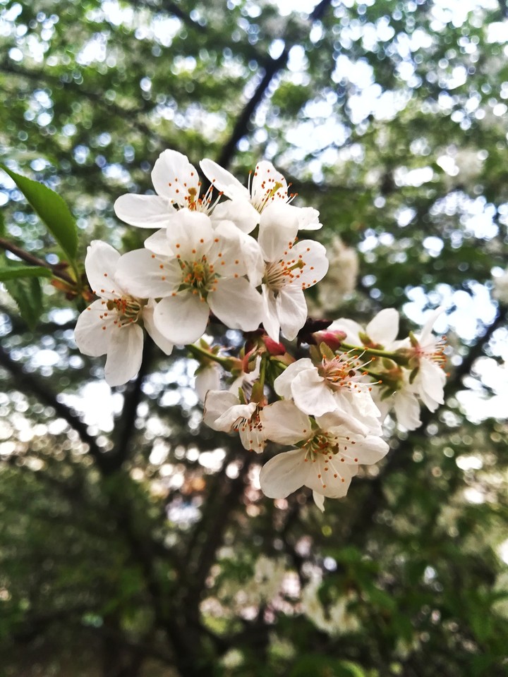 Blossom