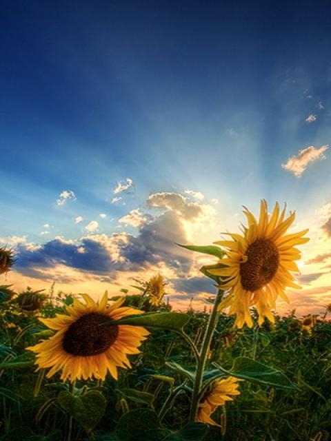 sun