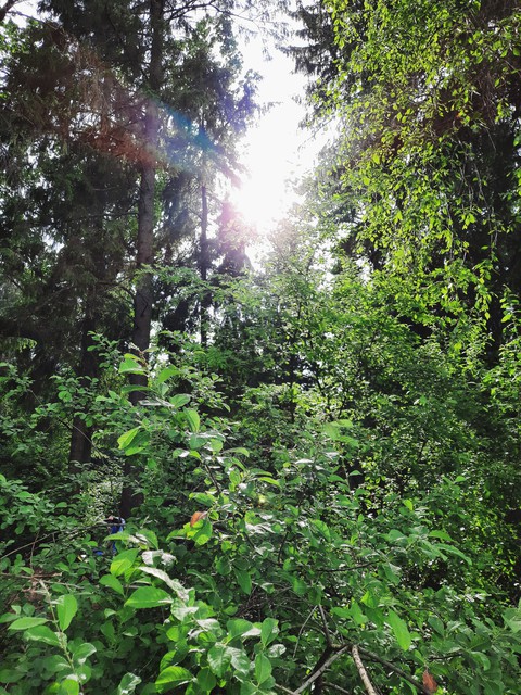 3 pm sunshine