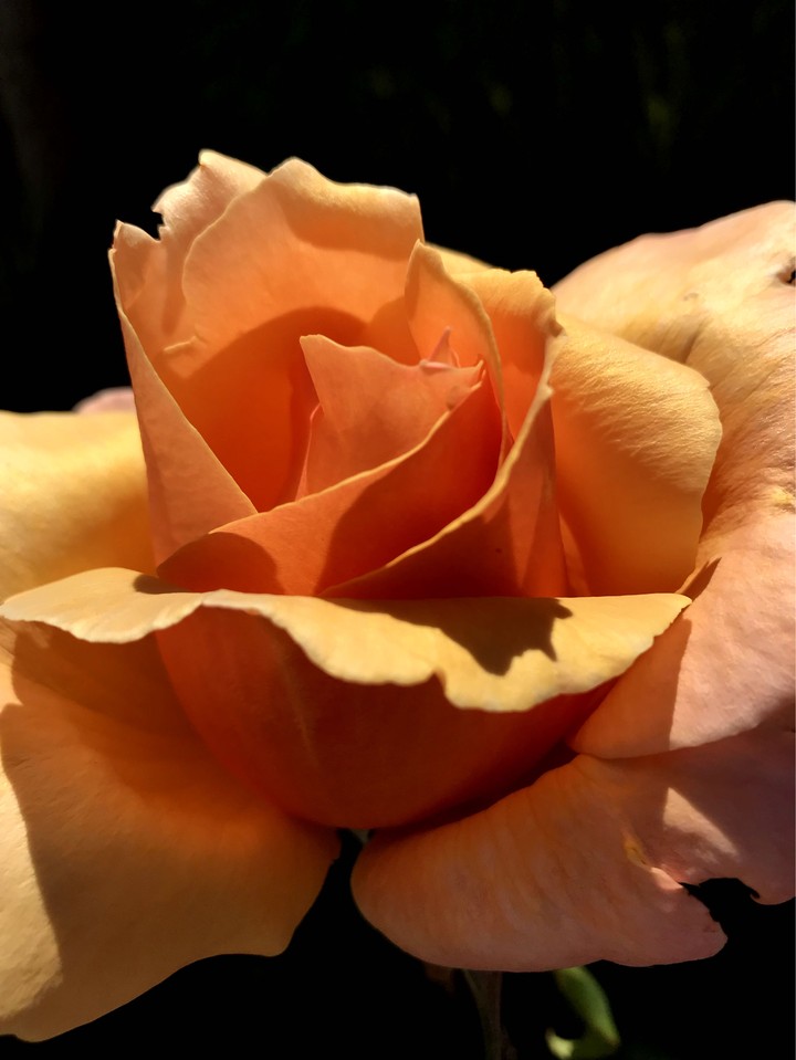 therose