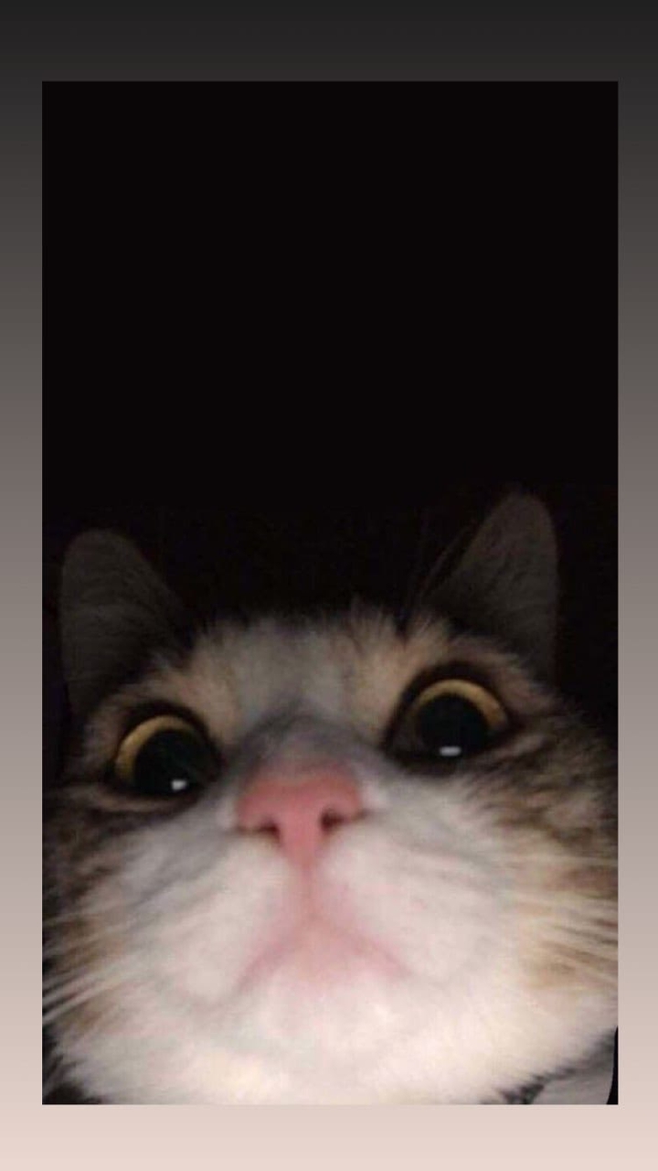 обои