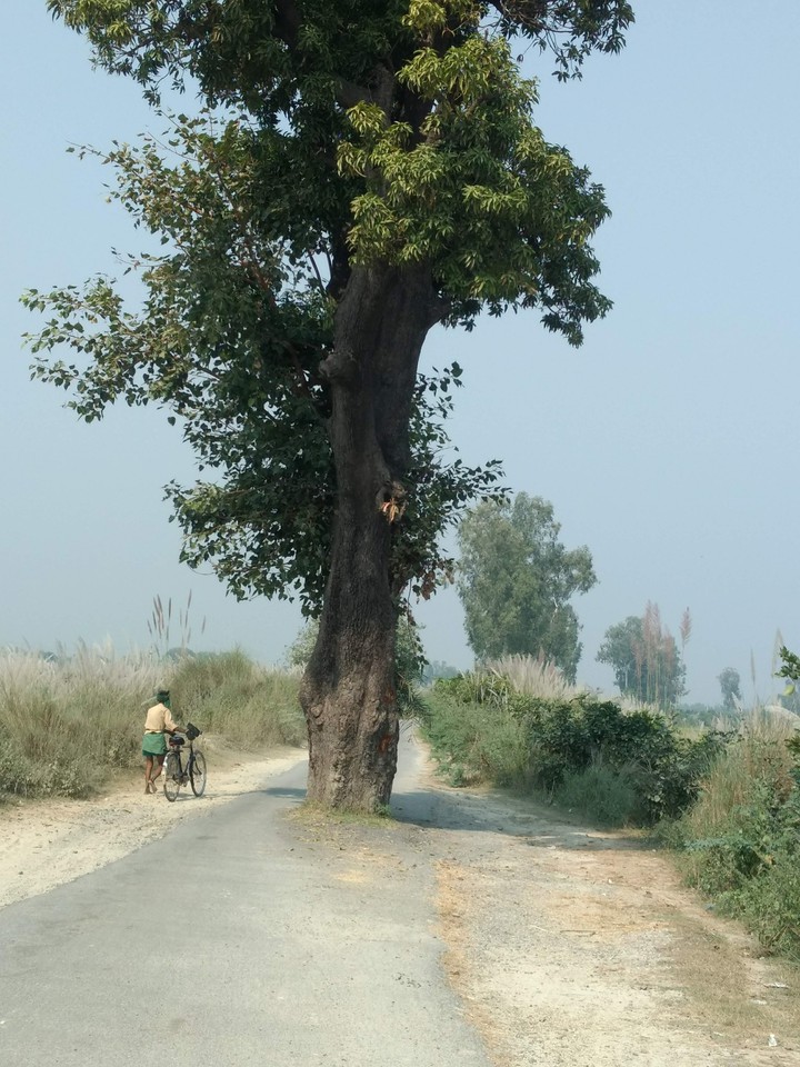 tree in road