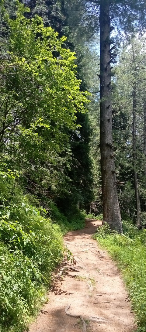 landscape, wood achtergronden