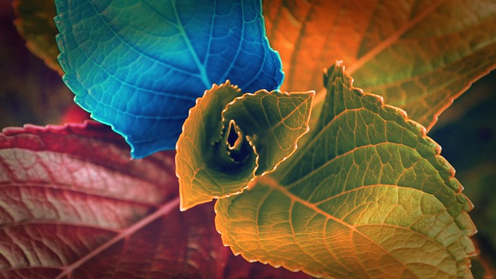 colours of leaf