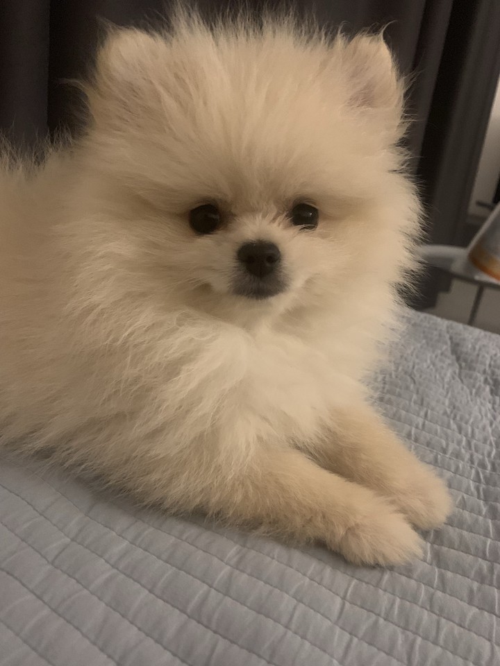 강아지