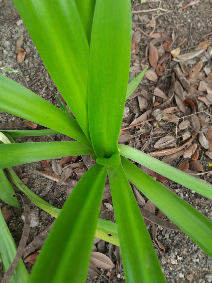 my plant my green my love