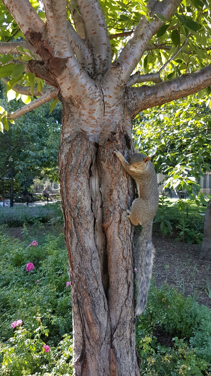 Squirrel