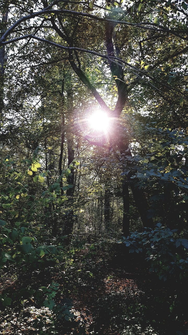 wald