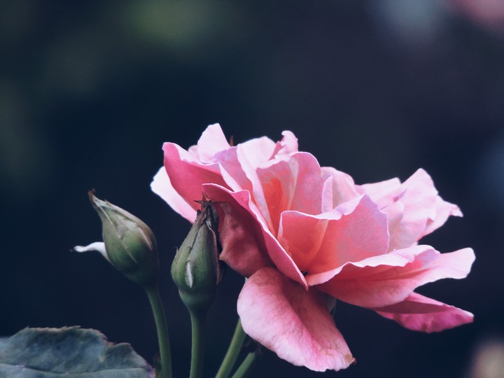 A pink Rose