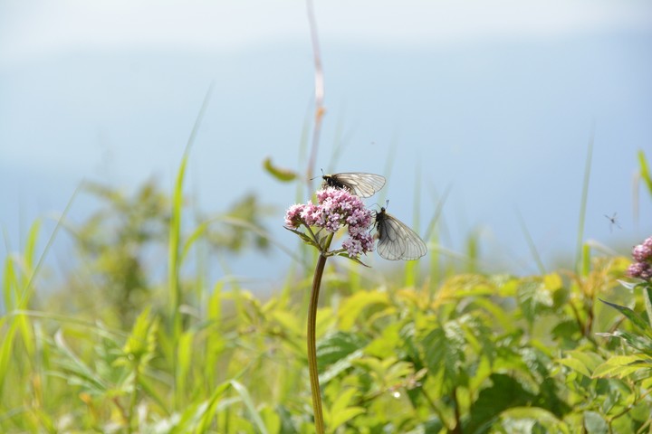 산이미지
