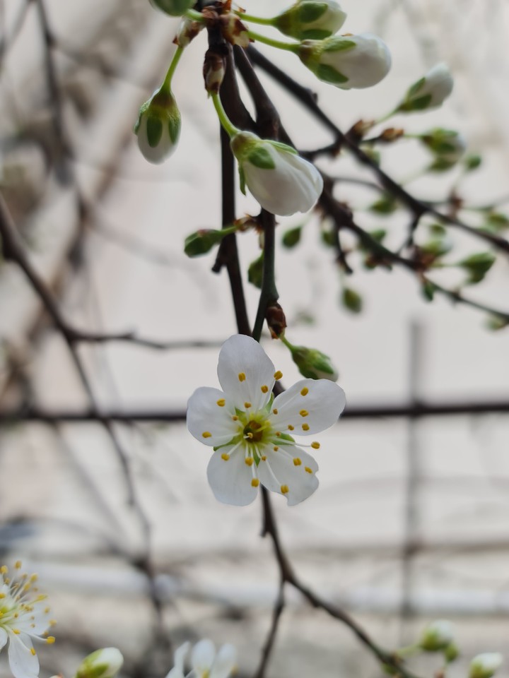 spring