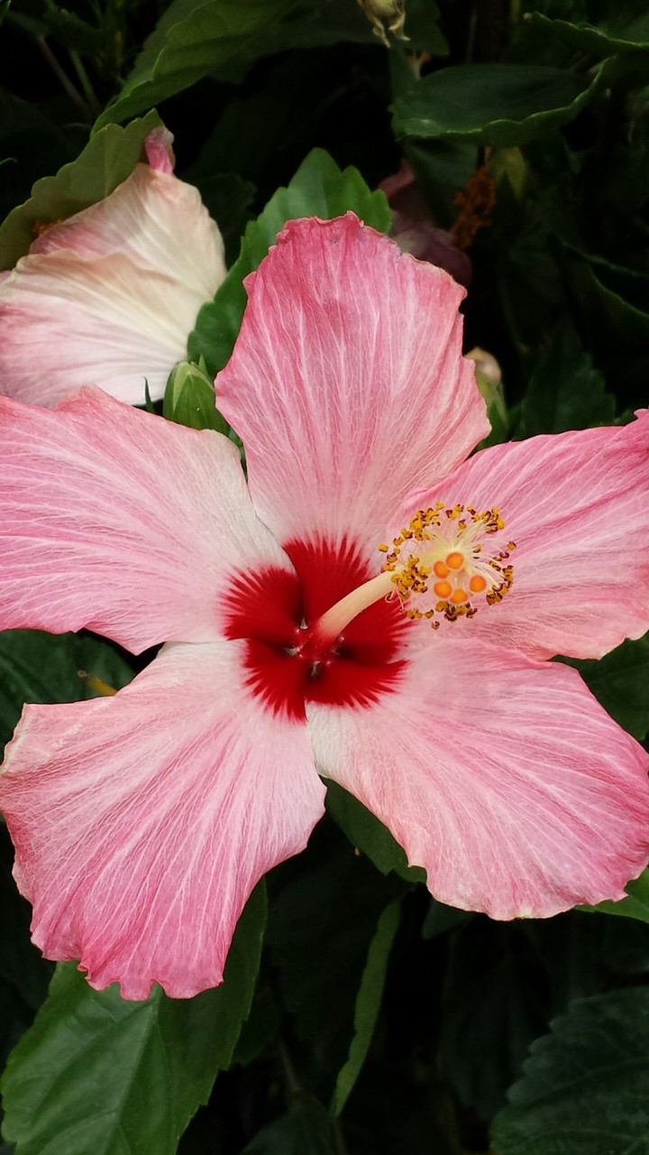 pink
