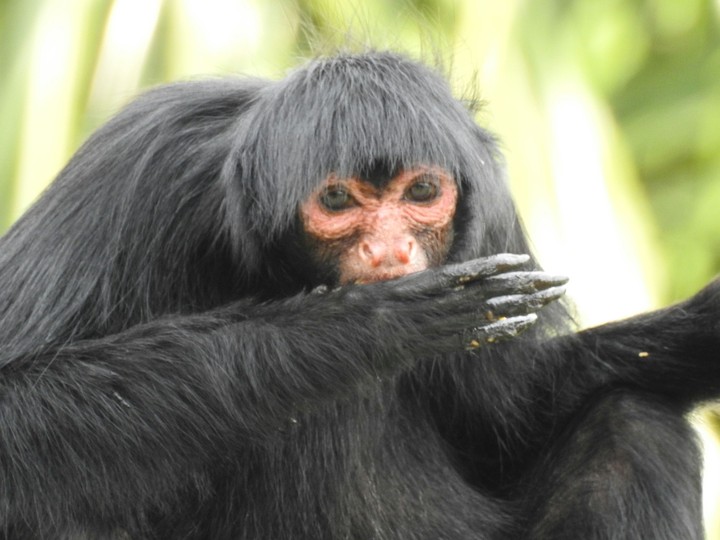 Macaco aranha
