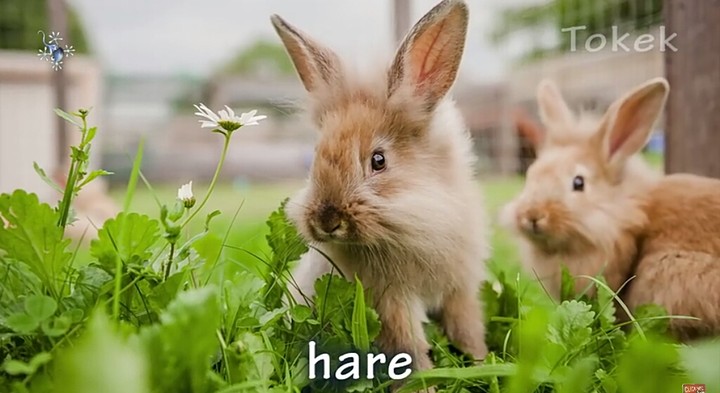 hare