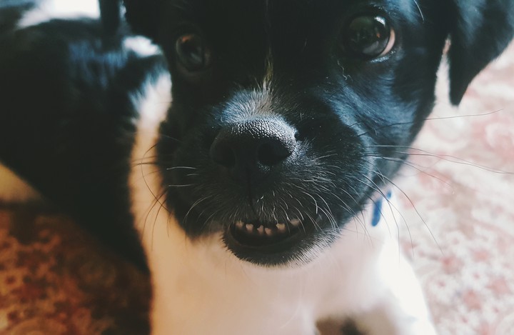 puppy