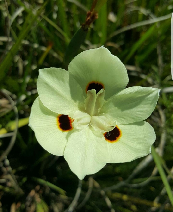 Three-Eyed Flower