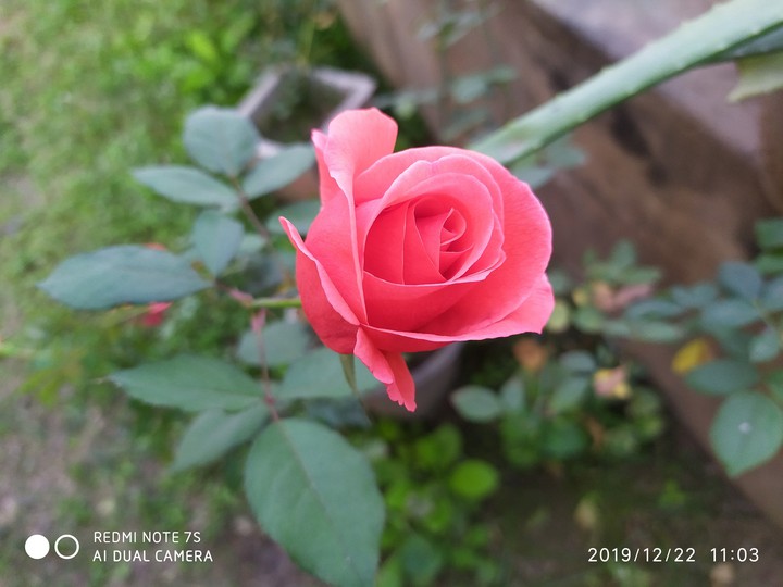 A Beautiful Rose