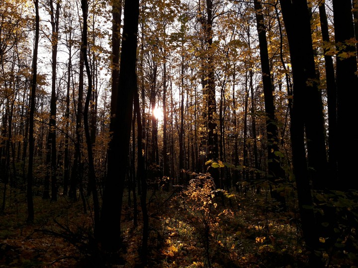 Autumn forest