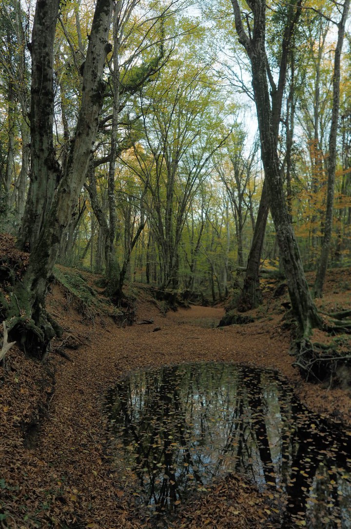 nature